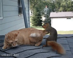 Resultado de imagen para cat attack squirrel gif