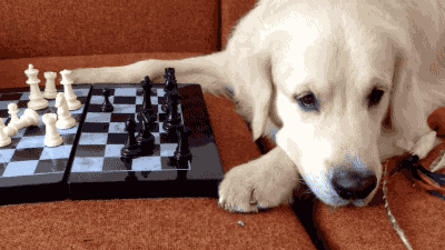 15 cat & dog gifs