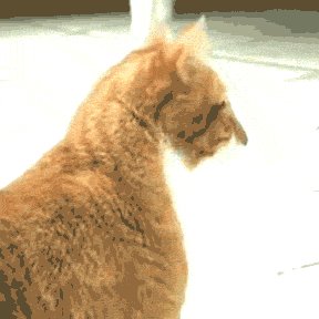 Looping Ginger Cat - Animated GIF - Gif Abyss