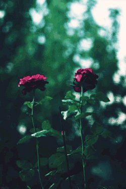Dancing Roses in Gentle Rain: A Blooming Nature’s Symphony - Gif Abyss