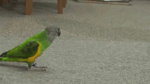 Parrot Playing Dead