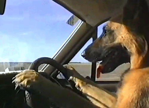 HELLO THIS IS DOG AND I WILL BE YOUR DRIVER TODAY