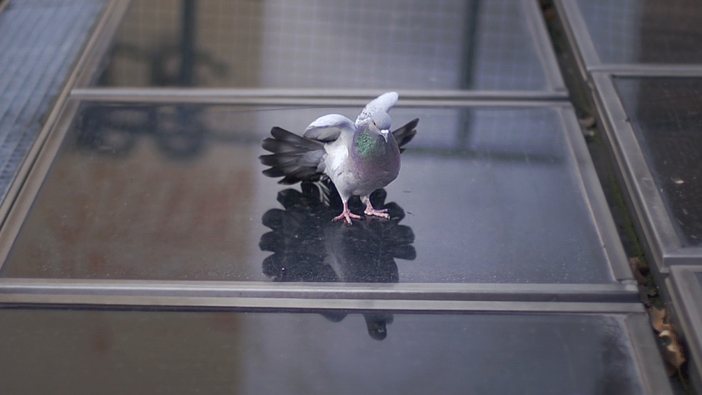 Pigeon Gif - Gif Abyss