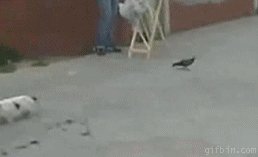 Download Hunting Fail Bird Animal Cat Gif