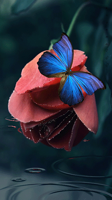 blue butterfly on a red rose