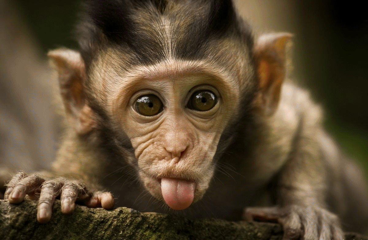 Monkey sticking out tongue