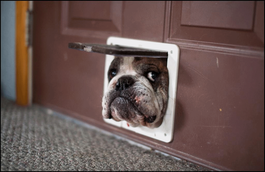 Pet door too small for dog