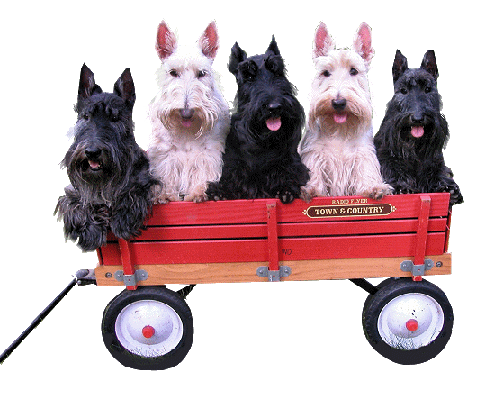 1 Scottish Terrier Gifs - Gif Abyss