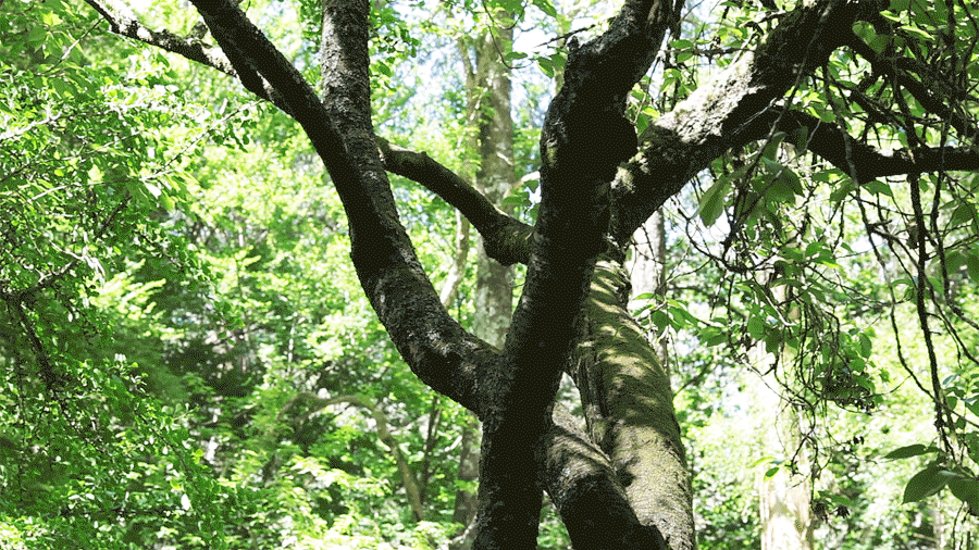 Tree Gif