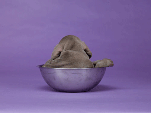 Puppy In A Bowl