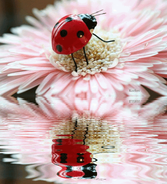 Ladybug on a pink flower