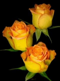Free Png Download Gifs Et Tubes Fleurs - Animated Gif Yellow Roses