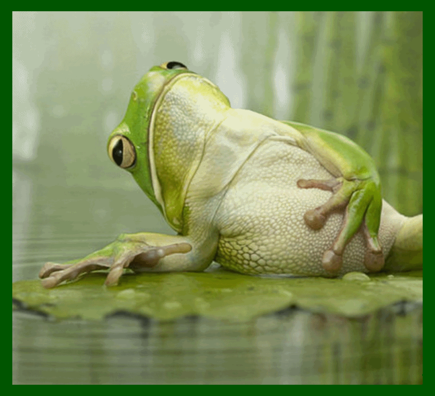 Ranita Pensando Gif Frog Smh No Discover Share Gifs vrogue.co