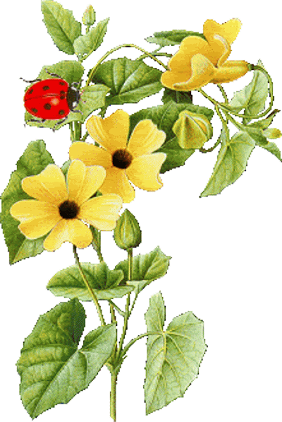 ladybug and yellow flowers