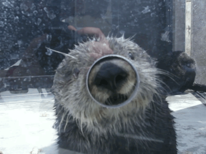 Download Animal Otter Gif Gif Abyss