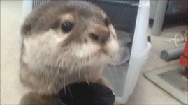 151300.gif 