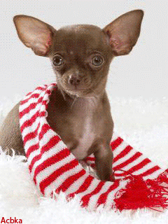 chihuahua with a scarf