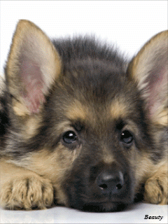 German shepherd puppy