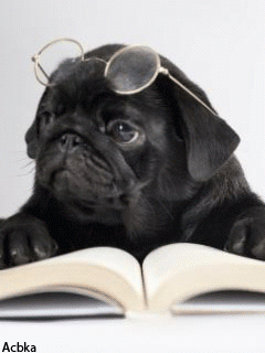 A pug with glasses reading a book - Gif Abyss