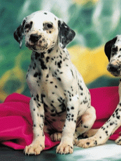 This dalmation needs some more companions
