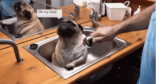 a dog sized bathtub.