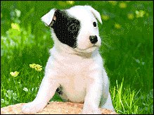 Download Animal Dog Gif