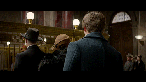 Fantastic Beasts and Where to Find Them Gif