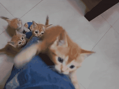 4 kitties climbing up the leg of their master.