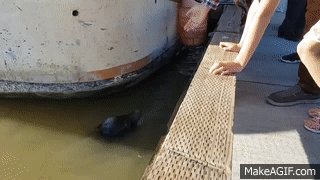 Gif ID: 156471