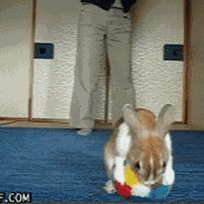 Download Animal Rabbit Gif - Gif Abyss