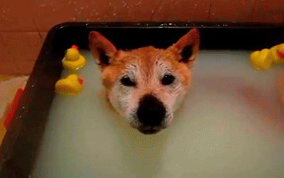 Happy Bath Dog