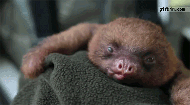 The cutest sloth yawning GIF ever Gif - ID: 1762 - Gif Abyss