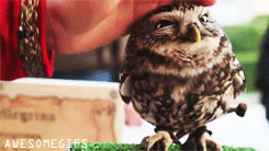Owl likes to be petted
