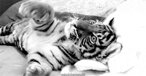 Пробуждение тигра. Тигр gif. Тигренок gif. Сонный Тигренок. Тигр анимационный.