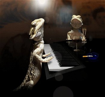 Download Animal Lizard Gif - Gif Abyss
