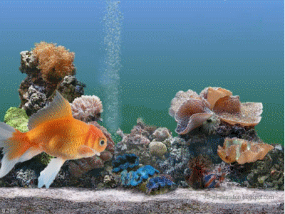Download Animal Fish Gif