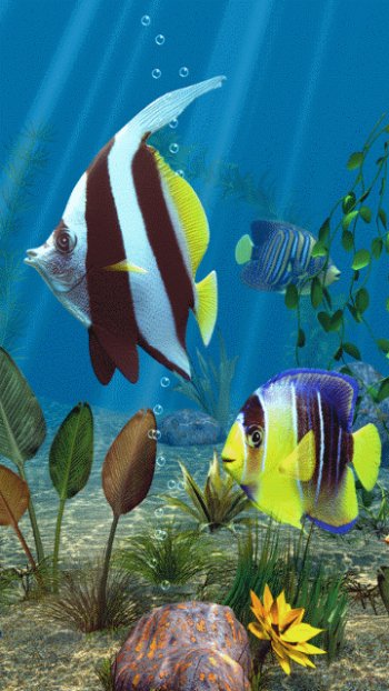 Download Animal Fish Gif - Gif Abyss