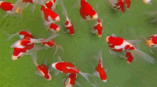 Koifish GIFs  Get the best GIF on GIPHY