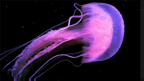 155 Jellyfish Gifs - Gif Abyss - Page 8