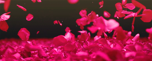 flower petals falling gif
