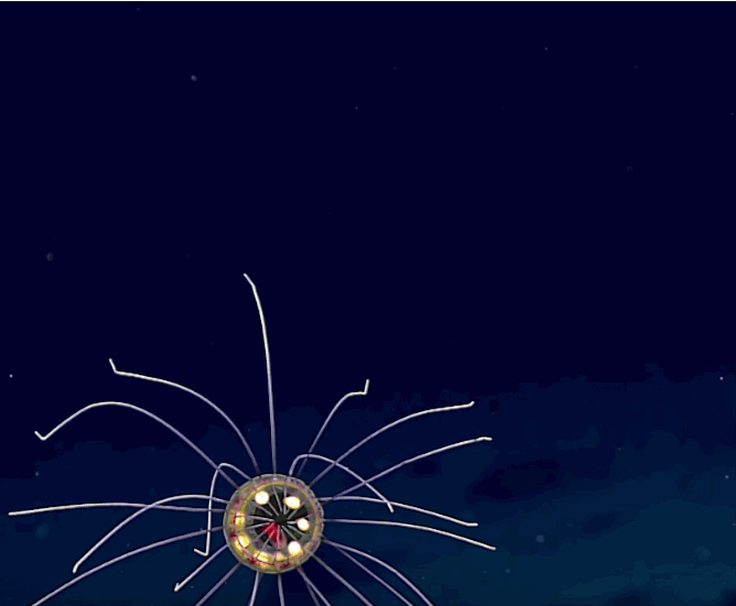 Download Animal Jellyfish Gif Gif Abyss