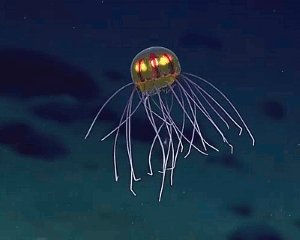 161 Jellyfish Gifs - Gif Abyss