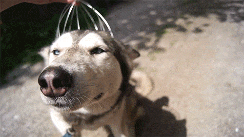 Funny Dogs GIFs  112 Animated GIF Pics
