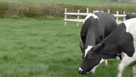 15 Cow Gifs - Gif Abyss