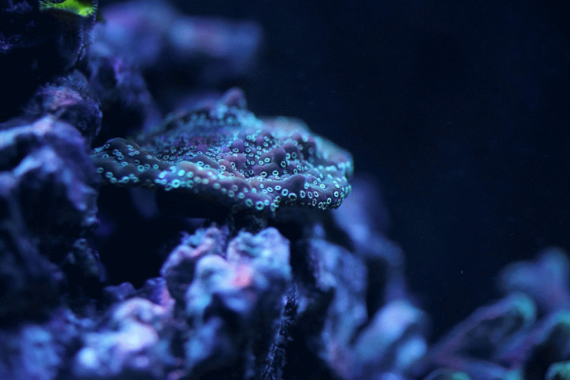 Sea Anemone Gif - Gif Abyss