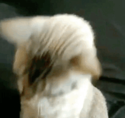 Cool Cat, "I'm Ready" Gif - ID: 209461 - Gif Abyss