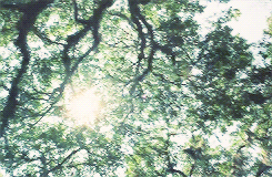 Sunlight Through The Treetops