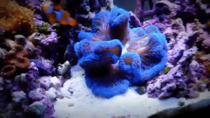 Sea Anemone Gif