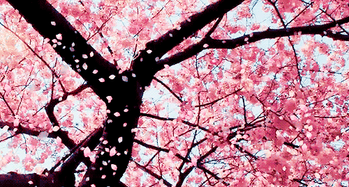 Blossoms Falling From The Sky