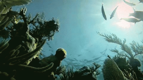 nature great barrier reef Gif | Short Video